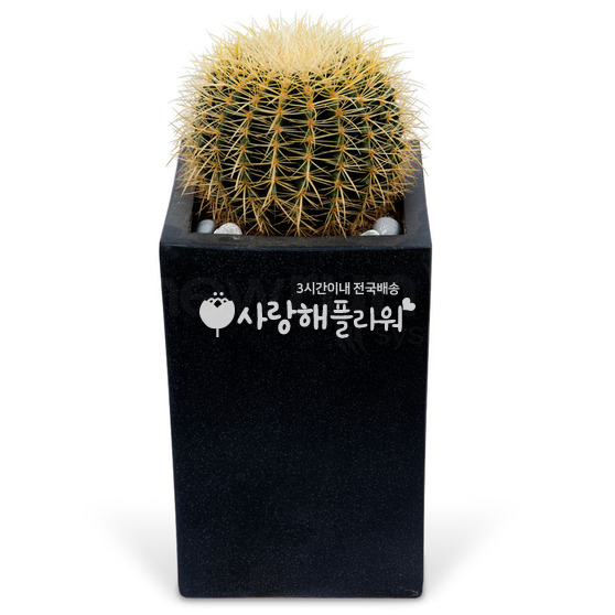 똥글이선인장