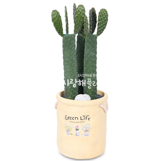 만세선인장(80이상)