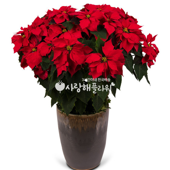 메리 크리스마스(겨울상품)