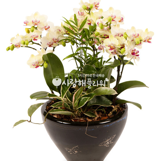 4.미니호접란98