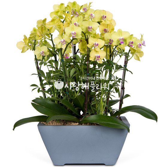 9.호접란 f9120