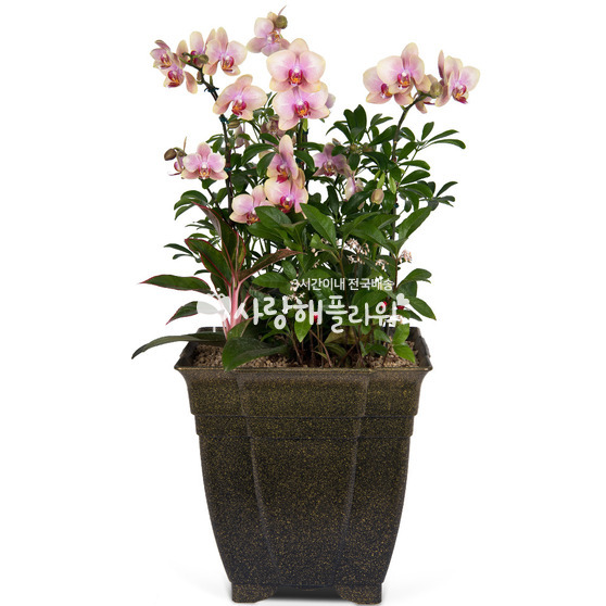 4.호접란 f5501