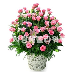 꽃행복 429호(100송이)