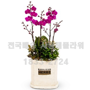 4.미니만천홍