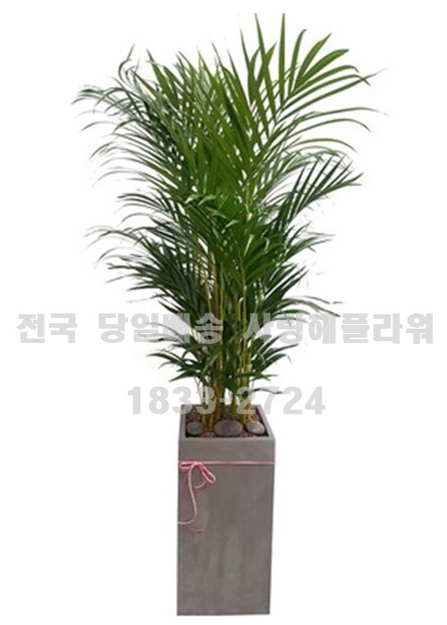 상세이미지