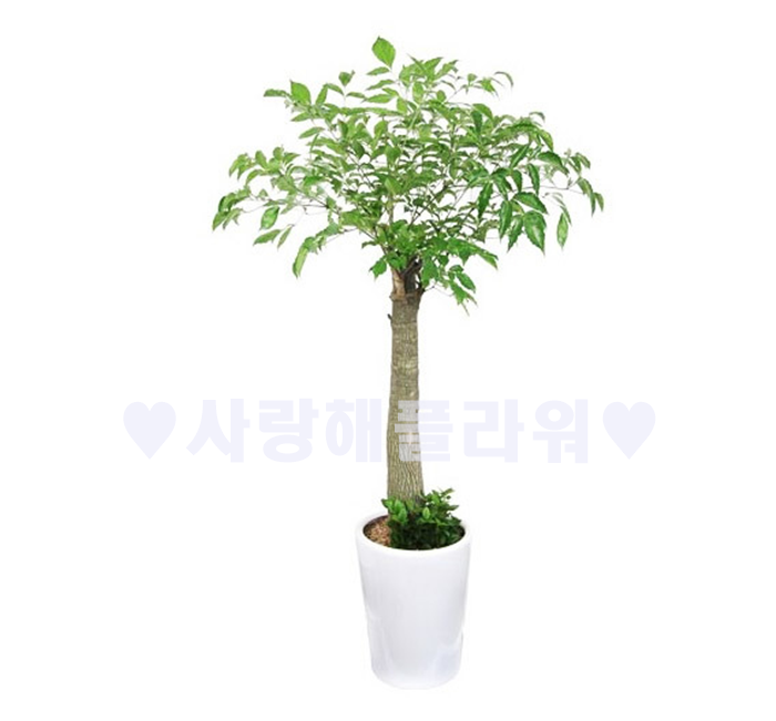 상세이미지
