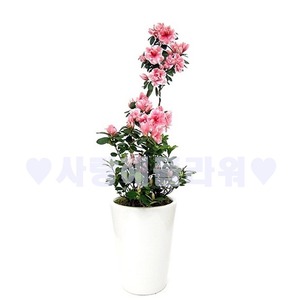 철쭉33 (봄한정상품)
