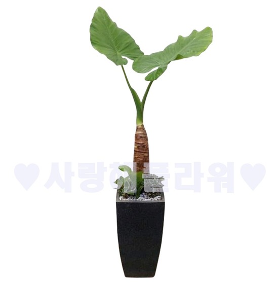 알로카시아558 (1m20이상)