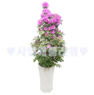 봄상품-철쭉 80이상~