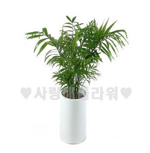 테이블야자 (70~1m가량)