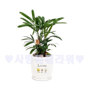 관음죽 (테이블형)