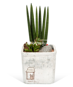 스투키22
