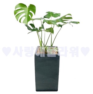 공기정화 몬스테라(80이상)