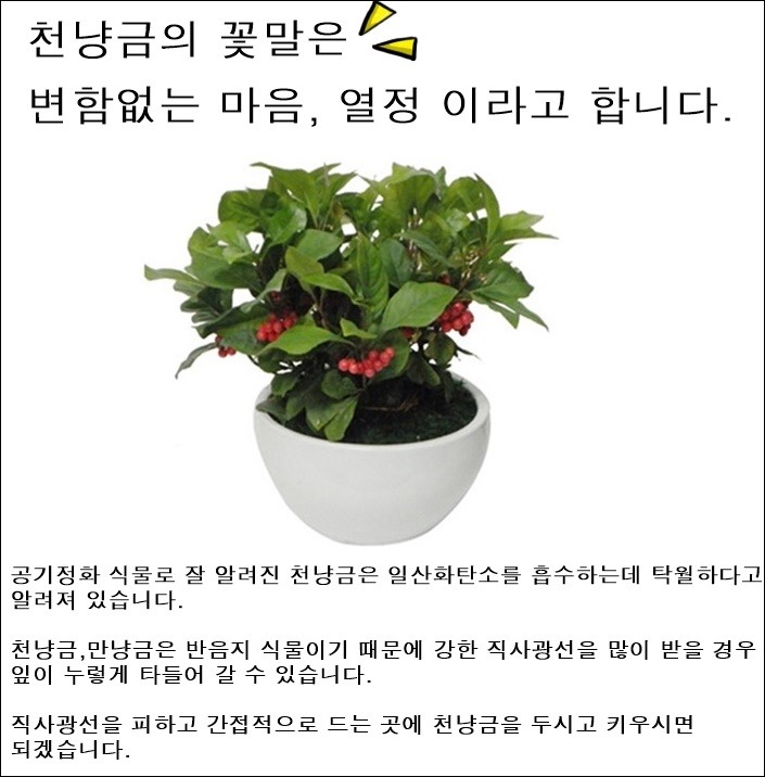 상세이미지