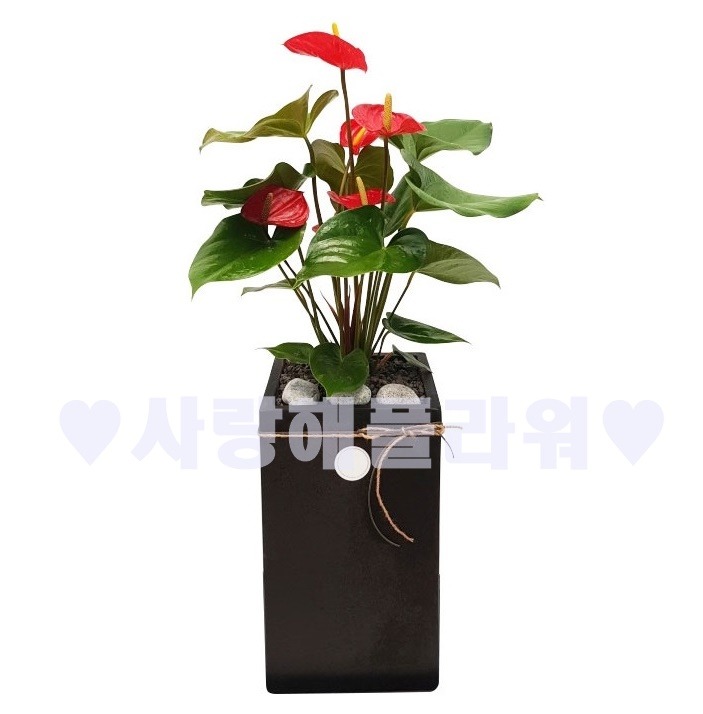 상세이미지