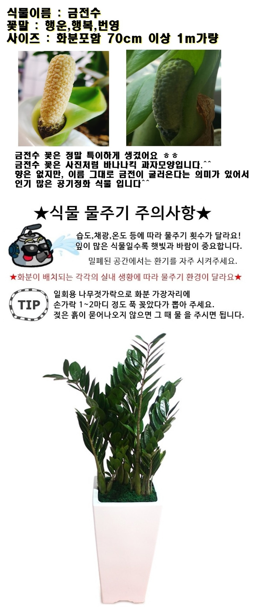 상세이미지