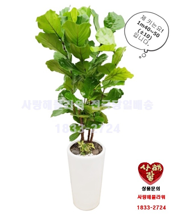 상세이미지