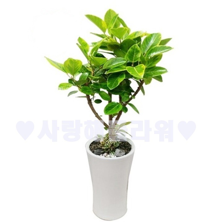 상세이미지