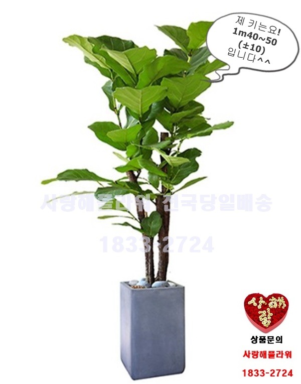 상세이미지