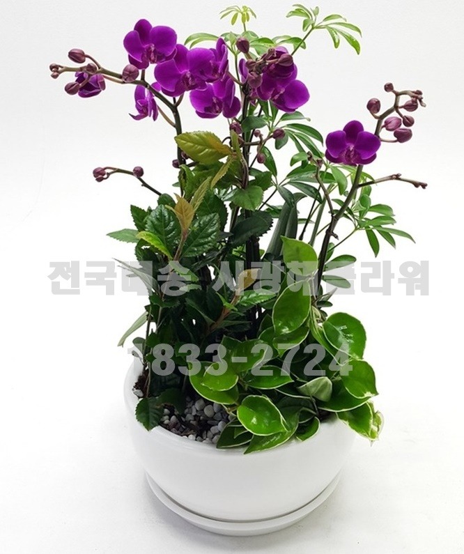 상세이미지