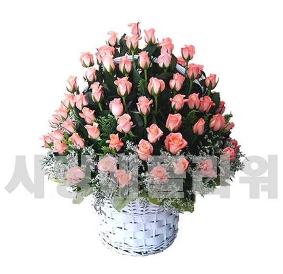 인어공주 100송이