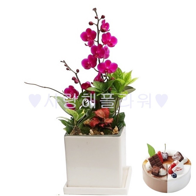 상세이미지
