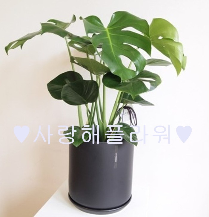 상세이미지