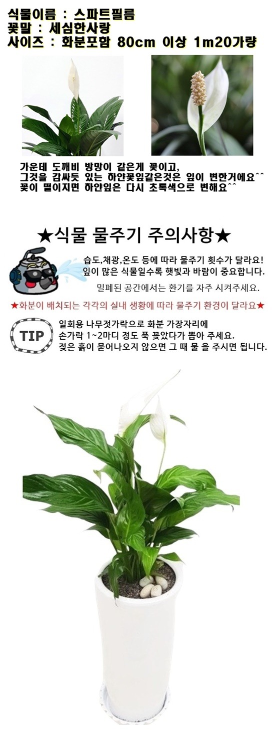 상세이미지