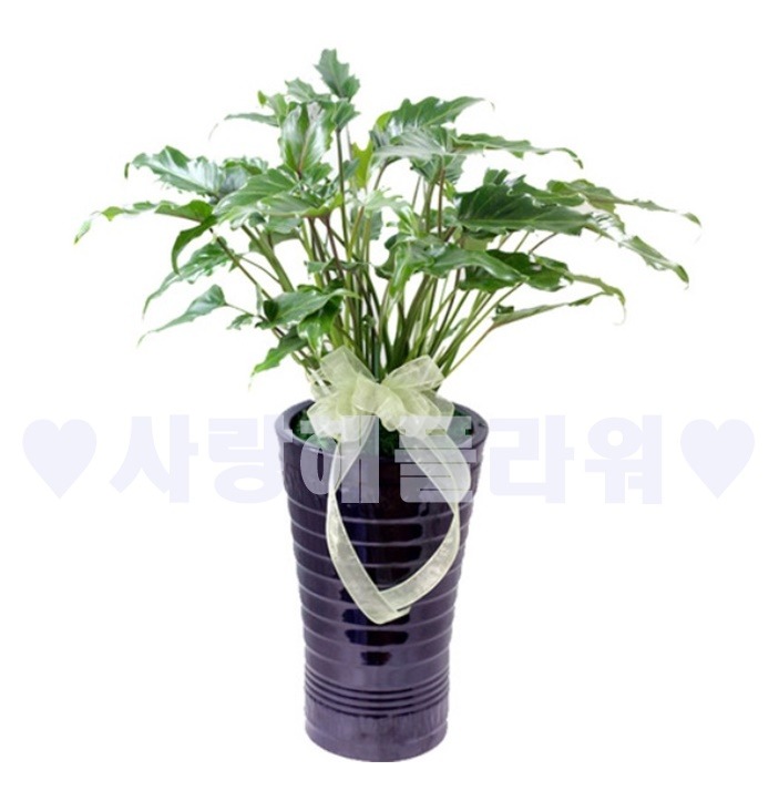 상세이미지
