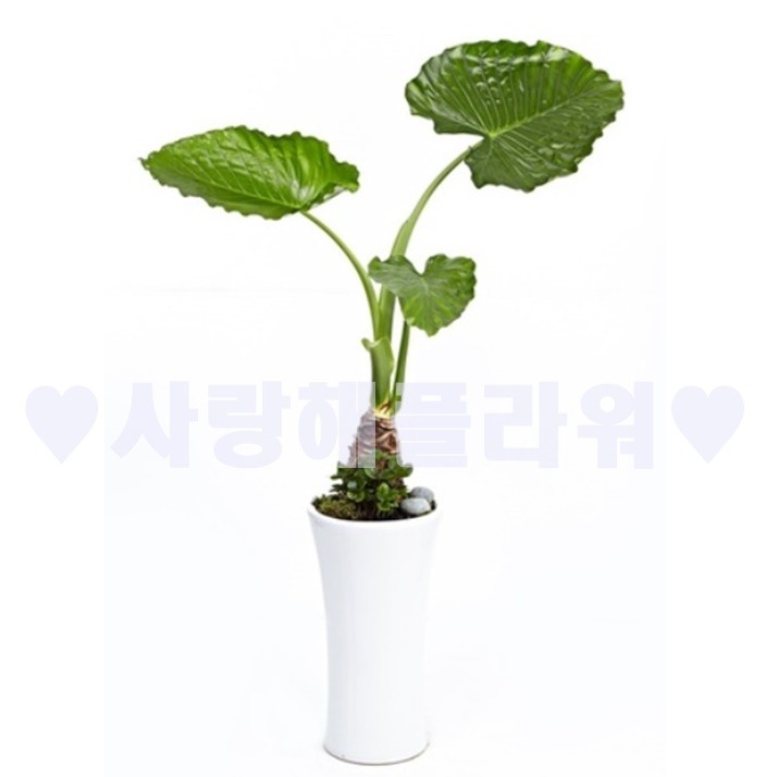 상세이미지