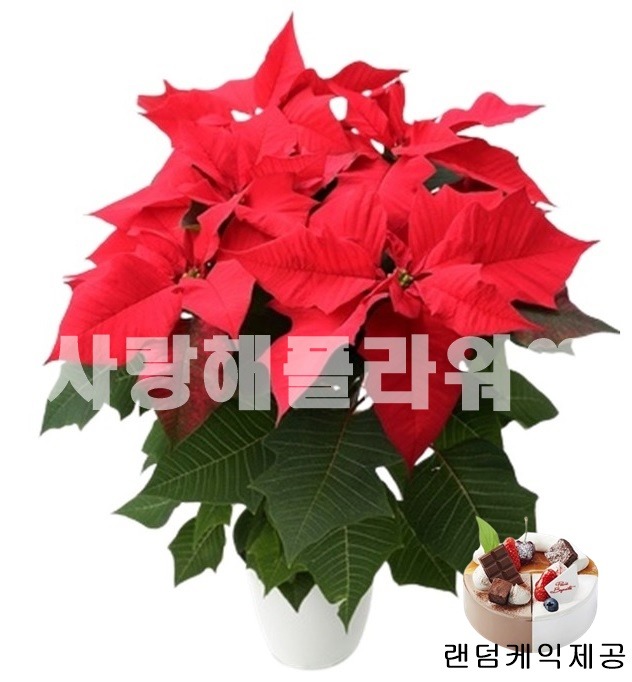 상세이미지