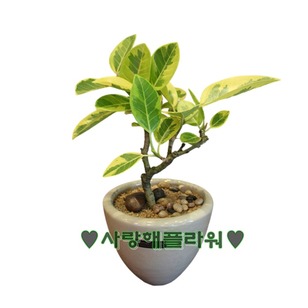 뱅갈나무 테이블형