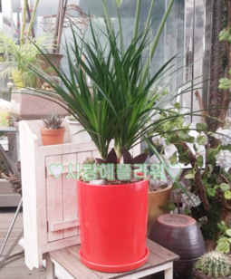 드라코 50~70가량