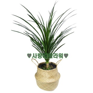 드라코 해초바구니(80가량)