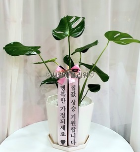 몬스테라 (60~80가량)