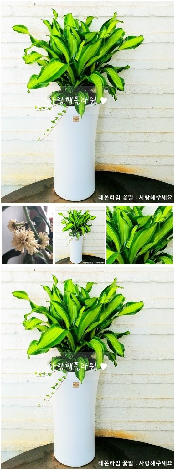 상세이미지