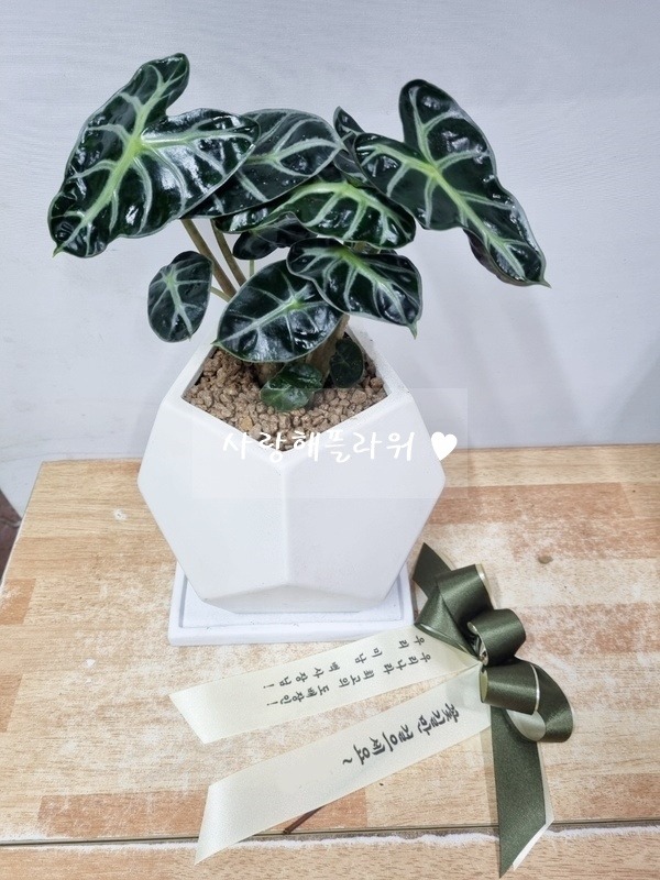 상세이미지