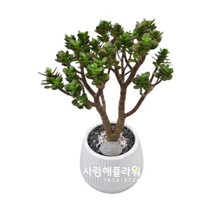 염좌 테이블형